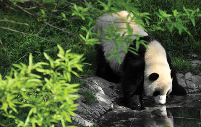 シックスセンシズ青城山の魅力02