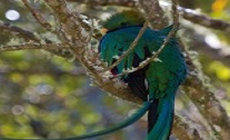 コスタリカのケツァール事情