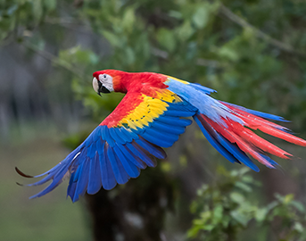 コンゴウインコ