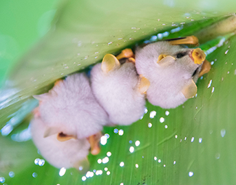 シロヘラコウモリ