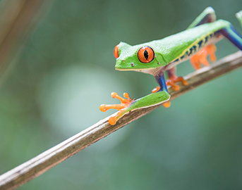 アカメアマガエル