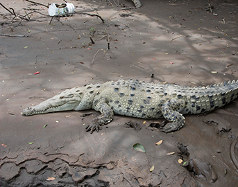 グリーンバシリスク