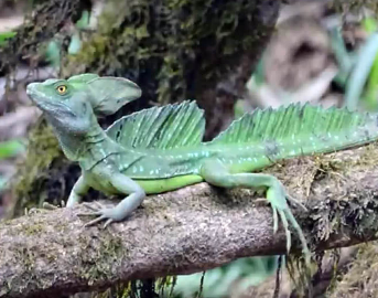 グリーンバシリスク