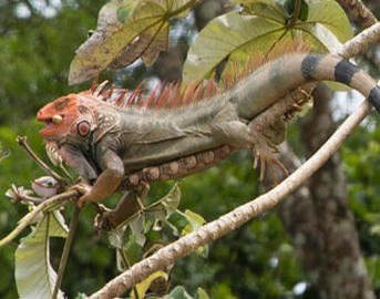 グリーンイグアナ