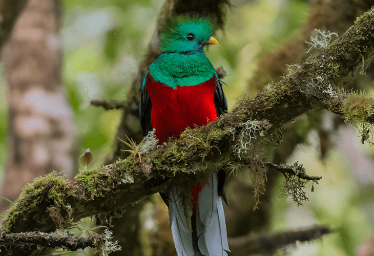 ケツァールはこんな鳥
