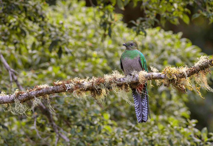 尾が長いのはオスの限られた時期