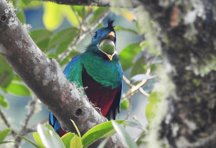 好物はリトルアボガド