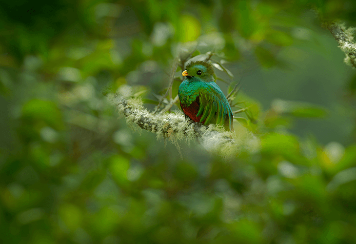 動物園では飼育されない自由の鳥
