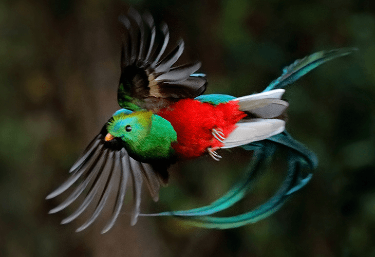 ケツァールのシーズナリティ