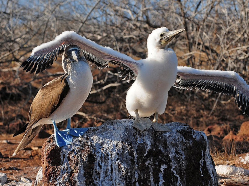 セイムールノルテ島