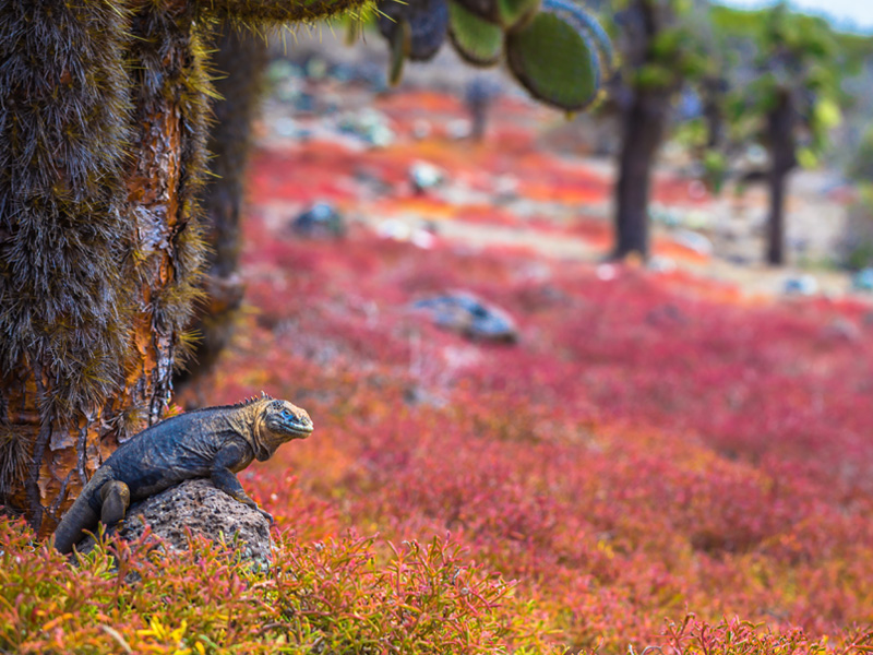 プラザスール島
