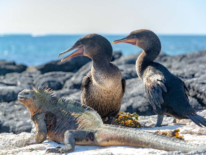 フェルナンディナ島