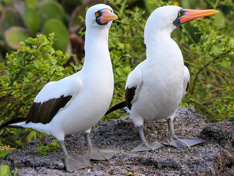 ナスカカツオドリ