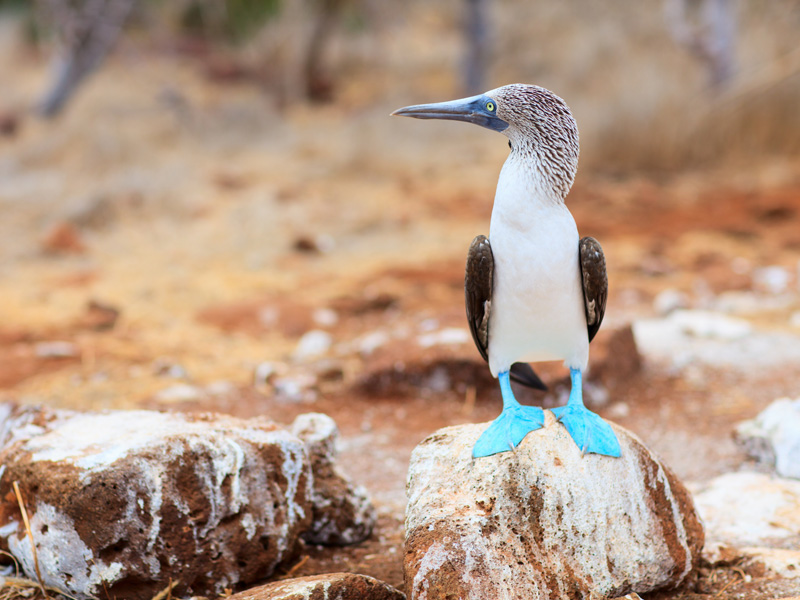 アオアシカツオドリ