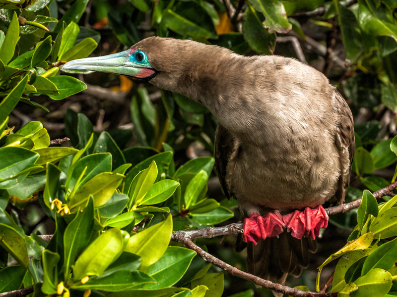 アカアシカツオドリ