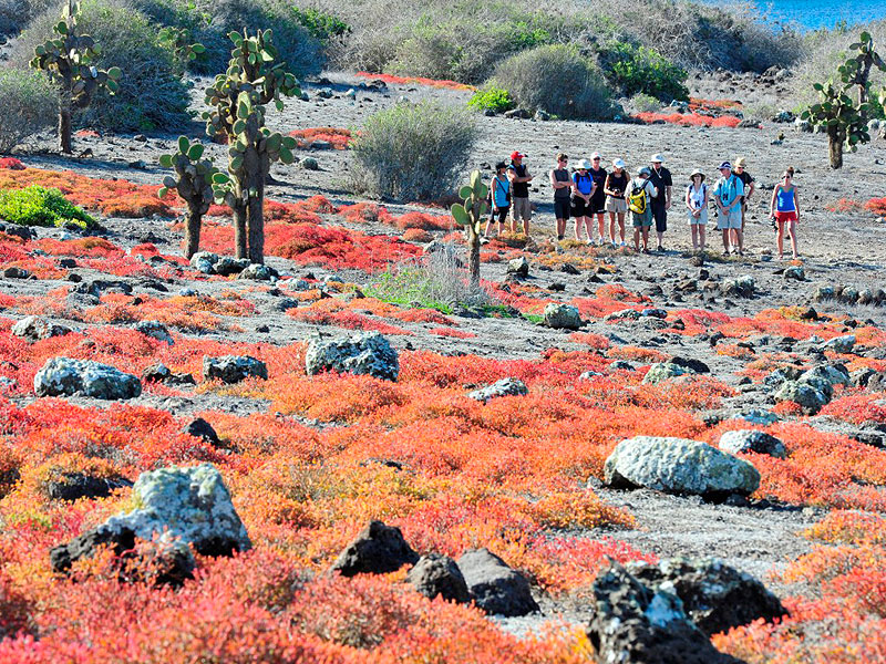 ガイドの案内で個性あふれる島を周ります