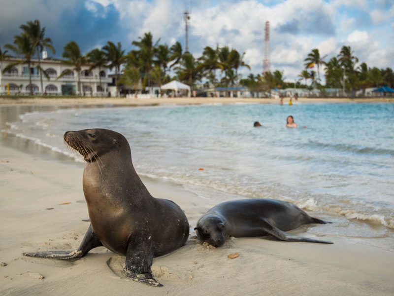 アシカと過ごすのんびりとした滞在も