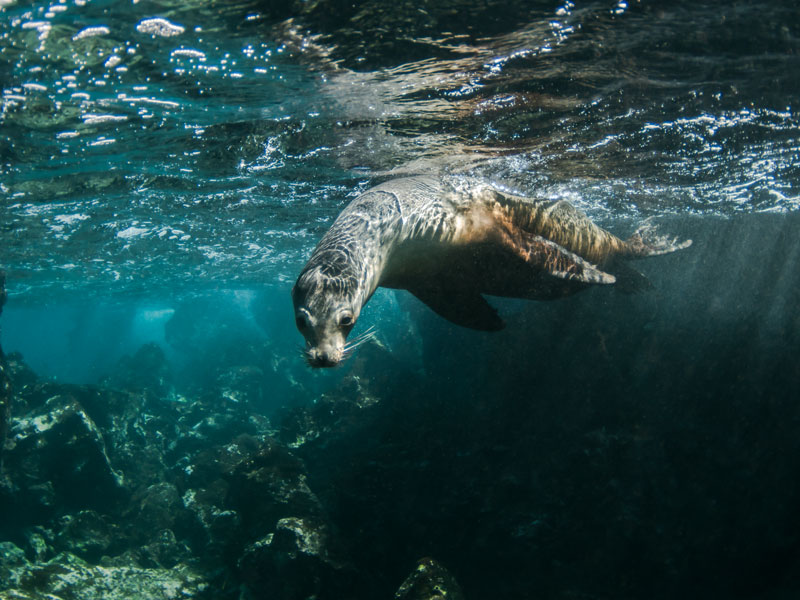 クルーズの途中ではシュノーケルも