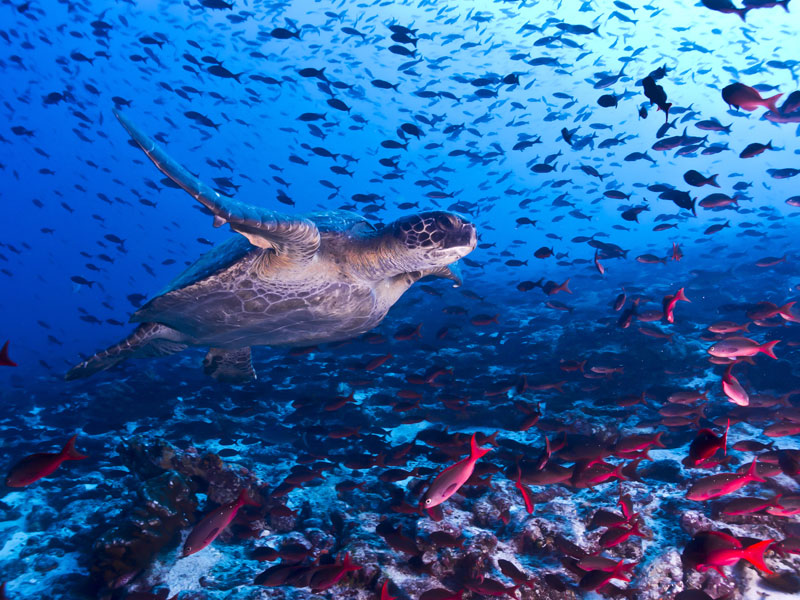 陸にはゾウガメ 海にはウミガメ