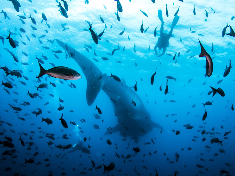 進化論の海には、大物・固有種も盛沢山
