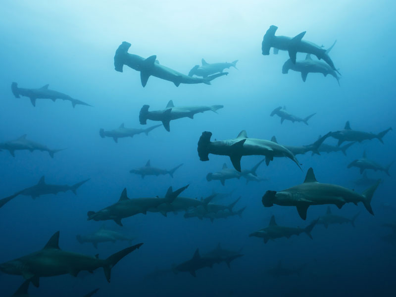 ガラパゴスでは外せないハンマーヘッドの大群