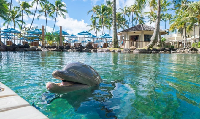 かわいいイルカたちが住むホテル
